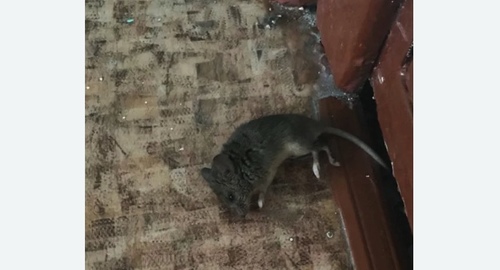 Дезинфекция от мышей в Первомайске