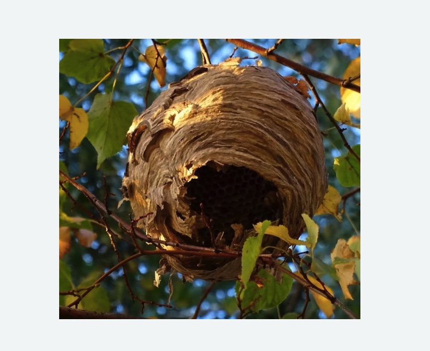 Обработка от шершней в Первомайске