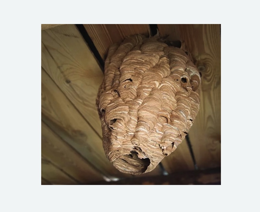 обработка от шершней в Первомайске