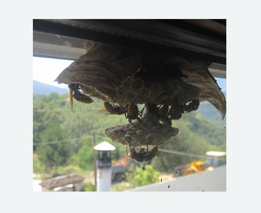 Уничтожение гнёзд шершней в Первомайске