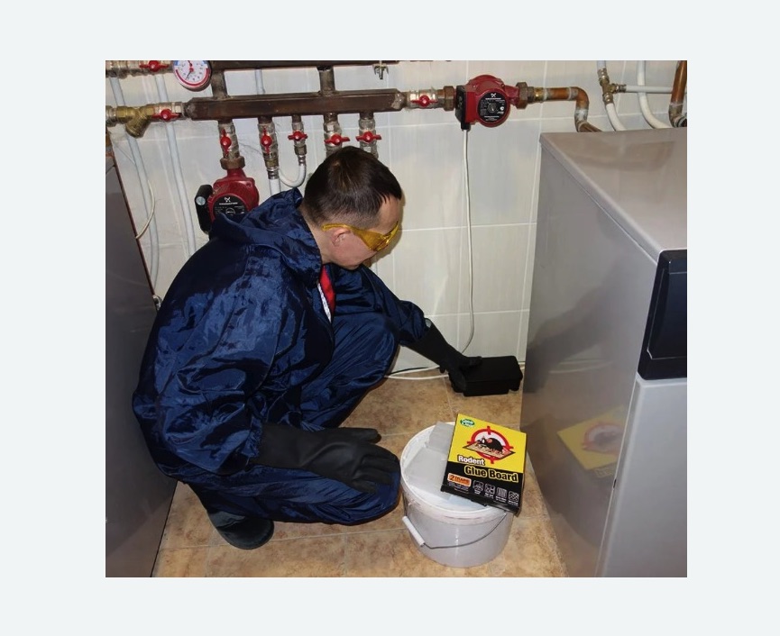 Уничтожение крыс Уничтожение крыс в Первомайске