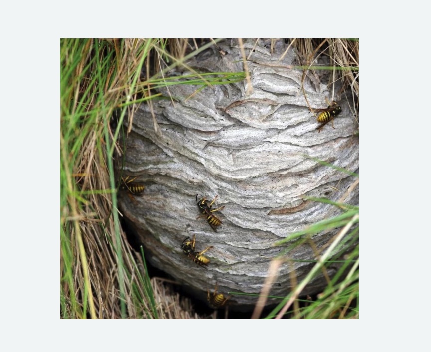 Уничтожение ос и ульев Уничтожение ос и ульев в Первомайске